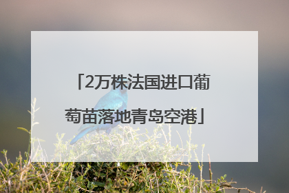 2万株法国进口葡萄苗落地青岛空港