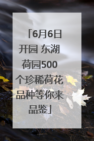 6月6日开园 东湖荷园500个珍稀荷花品种等你来品鉴